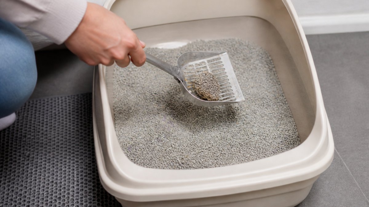 Person using a metal litter scoop to remove solid waste from a litter tray filled with clumping litter, showing proper technique with waste collected in the scoop