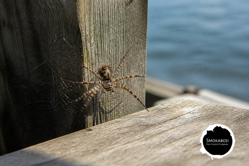 How to Get Rid of Dock Spiders: A Step-by-Step Guide