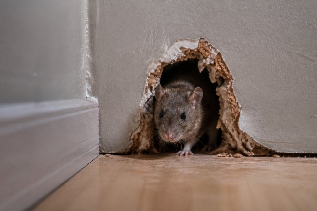 How to Get Rid of Rats in Walls: A Step-by-Step Guide