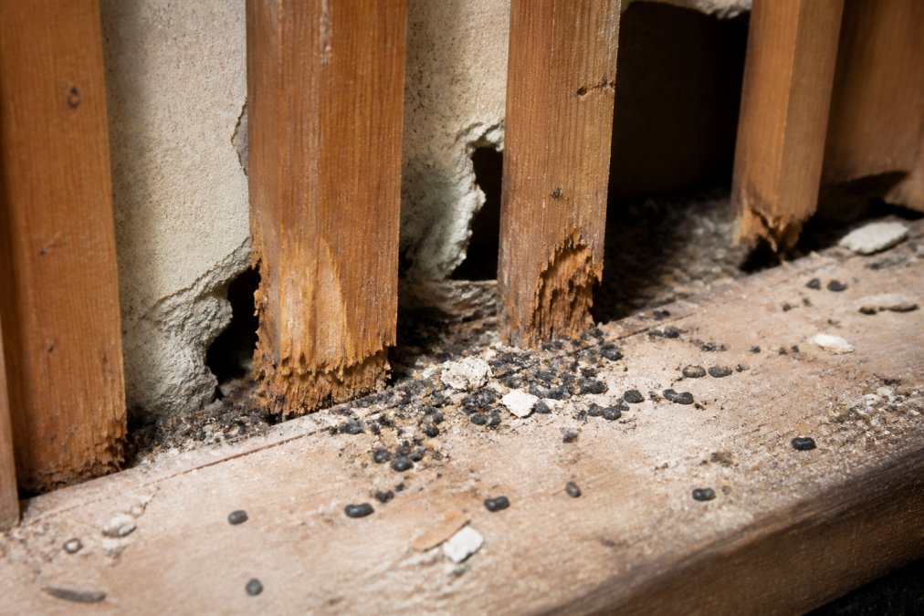 Close-up of rat droppings and fresh gnaw marks on wooden structural beams inside a wall cavity, with debris scattered around