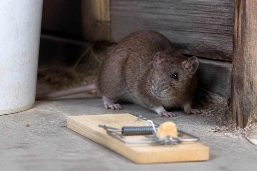 How to Get Rid of Rats Permanently: 7 Proven Steps