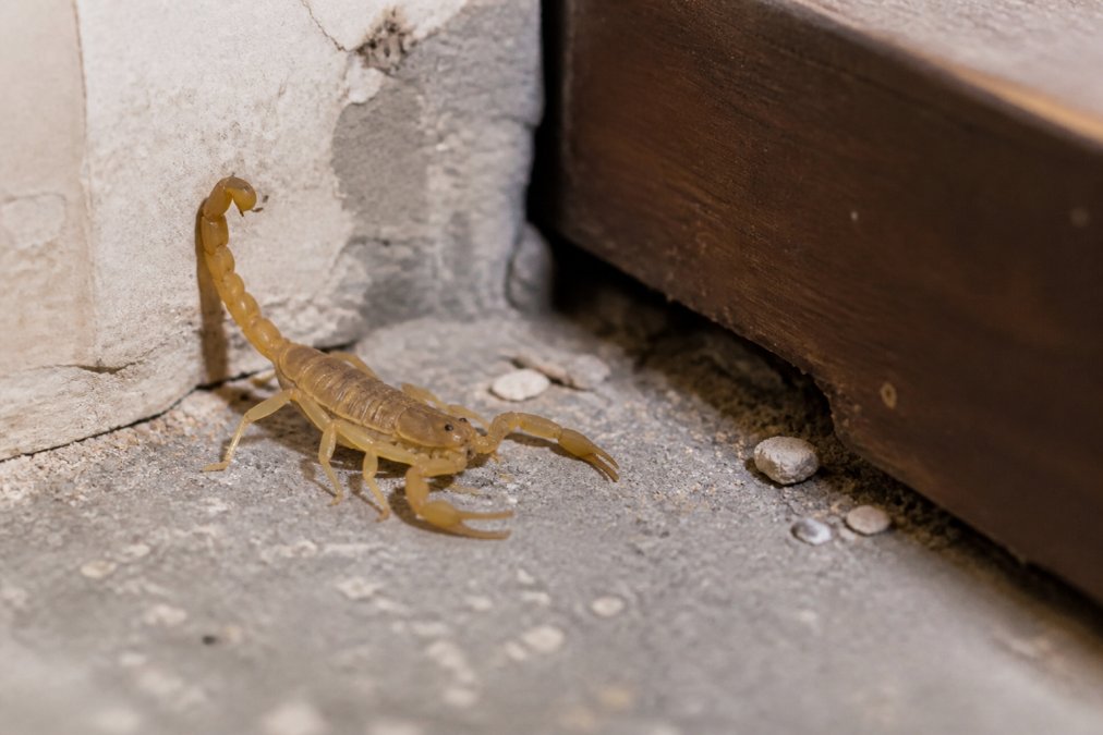 How to Get Rid of Scorpions Naturally in 2026