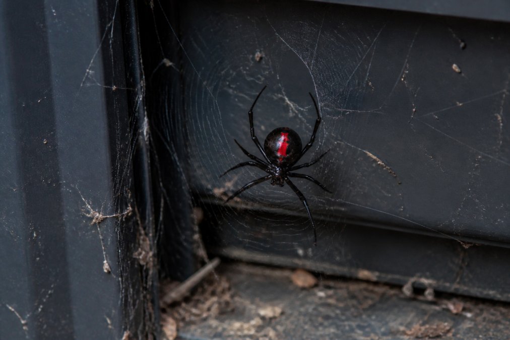 Close-up photograph of a redback spider on its web in a dark outdoor corner near a garden shed, showing the distinctive red stripe on the abdomen