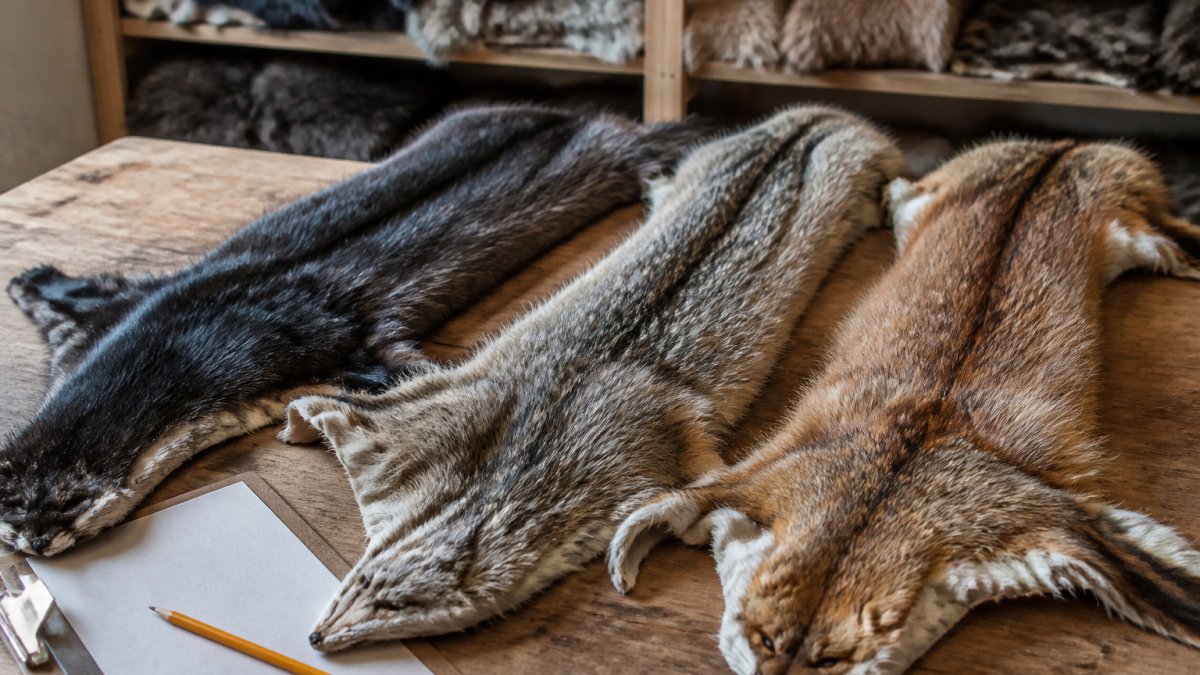 How to Grade Raw Fur Pelts: Step-by-Step