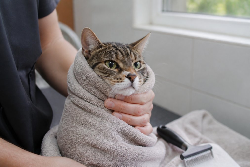 Close-up of a cat wrapped snugly in a soft towel with only its head visible, being gently held by a person's hands during a grooming session, soft natural light from a nearby window