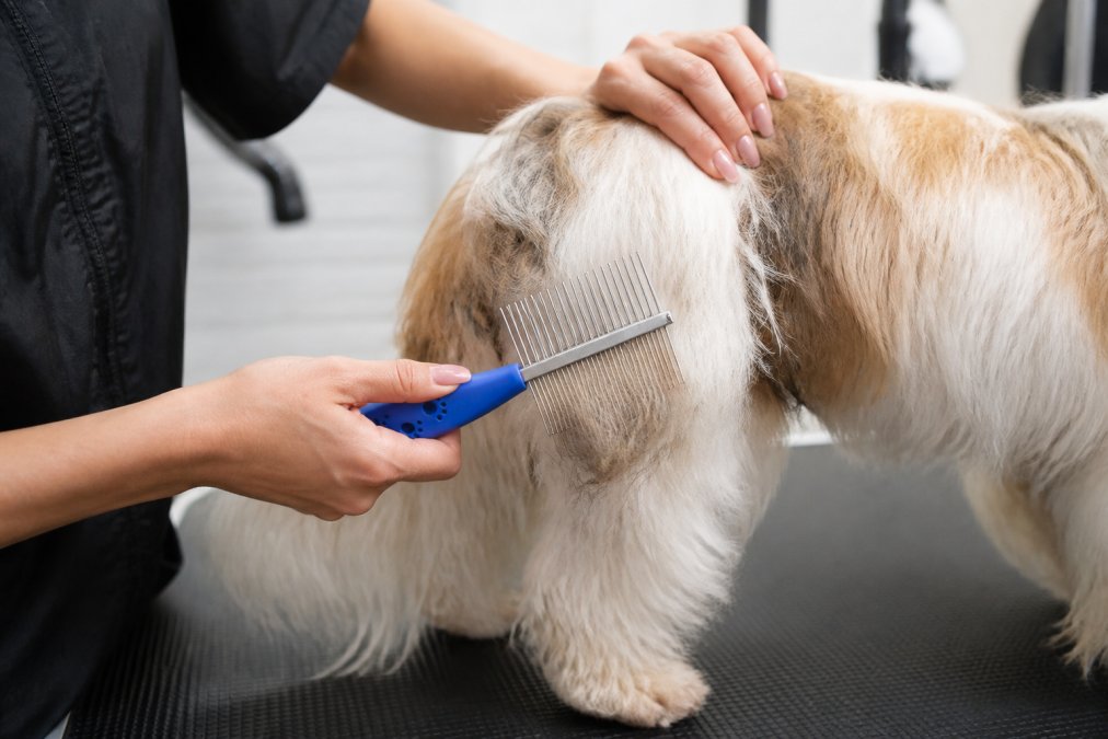 Professional groomer's hands demonstrating proper slicker brush technique on a long-haired dog's matted coat, showing the 45-degree angle and deliberate stroke motion with natural studio lighting