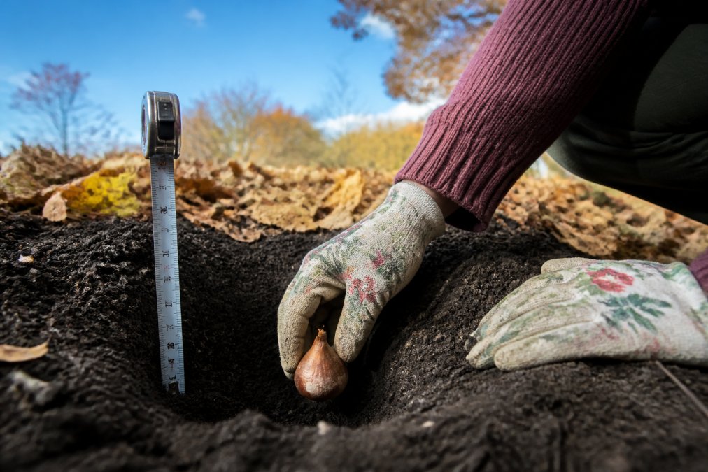 Gardener placing heirloom tulip bulbs at a 6-inch depth using a measuring tape for proper spacing.