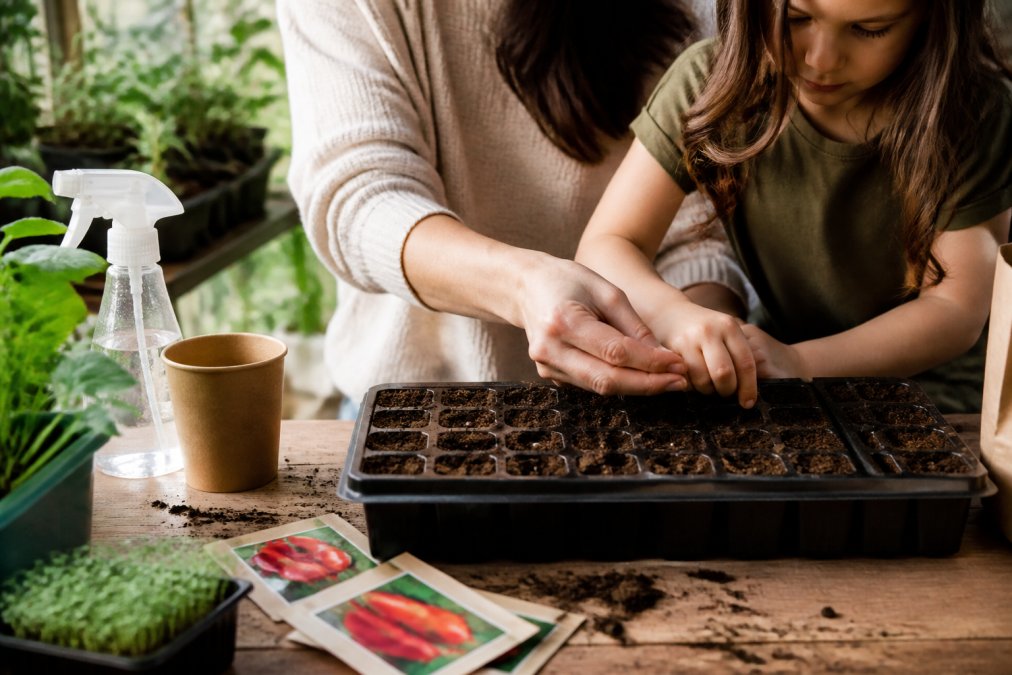 A parent and child's hands together placing a small pepper seed into a tray of moist soil, with seed packets and a spray bottle nearby on a kitchen table