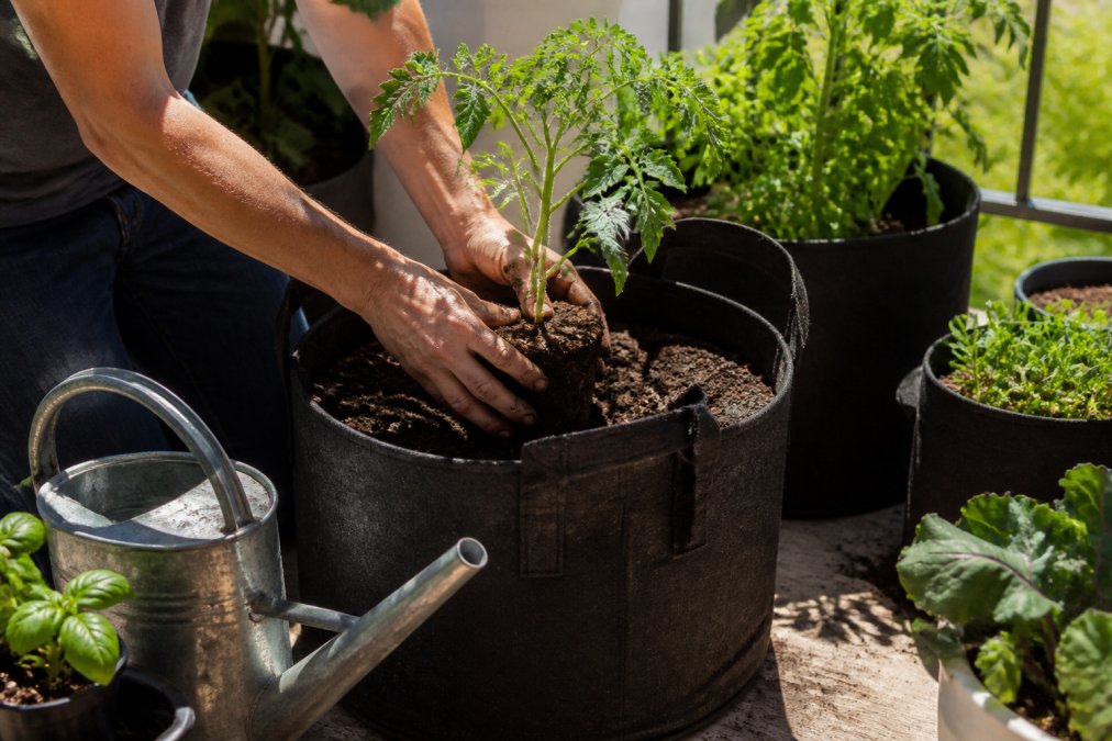 A gardener's hands planting a young tomato seedling into a large fabric container pot on a sunny patio, with a watering can nearby