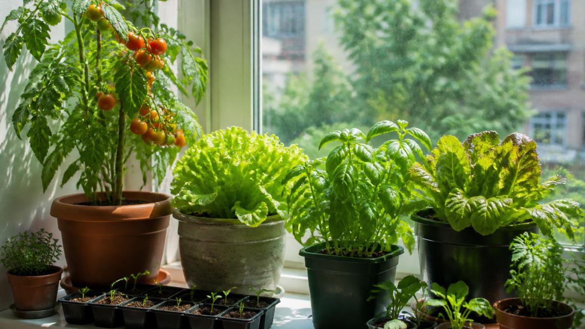 Potted cherry tomatoes, lettuce, and basil thriving in natural sunlight on a bright apartment windowsill.