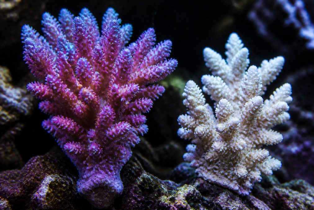 Comparison diagram contrasting a vibrant, healthy coral with a stressed, bleached specimen showing tissue loss.