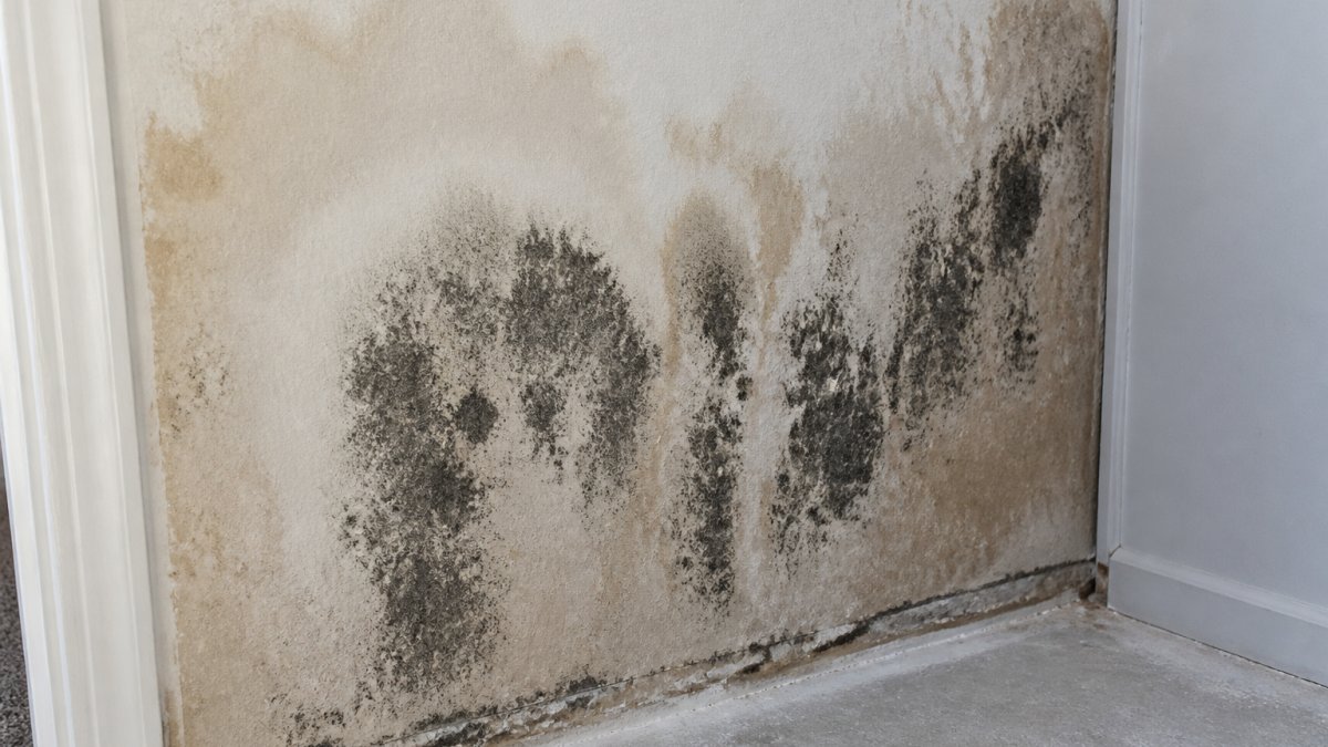 Close-up of drywall section showing black mold growth with visible water staining and discoloration on interior wall surface