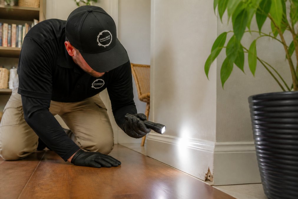 How to Handle Recurring Pest Problems: A 2026 Guide