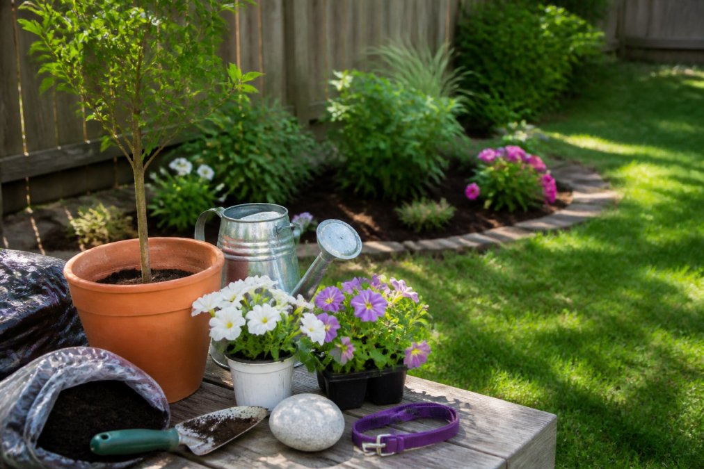 A small memorial garden in a sunny backyard with a young tree, blooming flowers, and a smooth stone engraved with a pet's name, a collar resting gently beside it