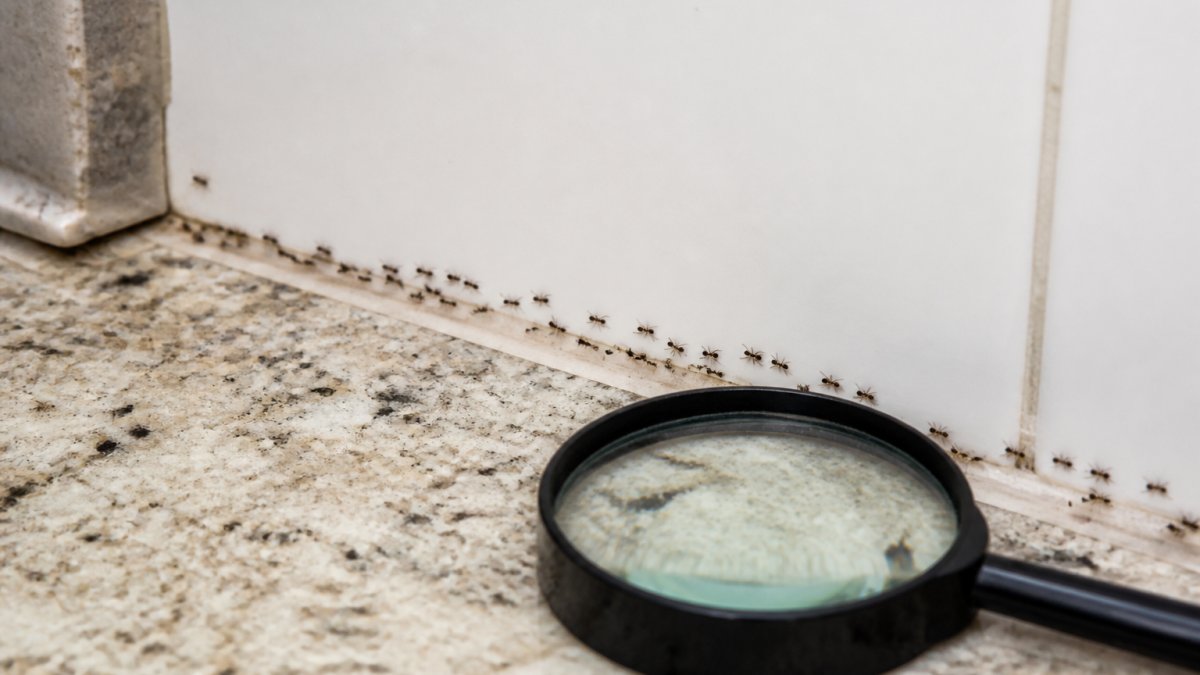 Diagram showing how to identify ant trails in kitchen using a magnifying glass to trace worker ants to their source.