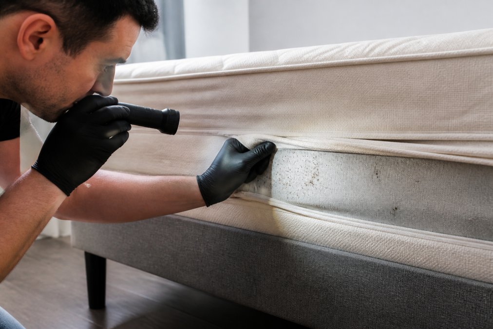 How to Identify Bed Bugs in Apartments
