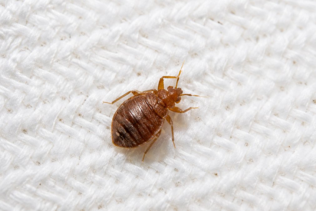 Close-up macro photograph of a bed bug on white fabric showing the oval-shaped body, brownish-rust coloration, six legs, and antennae clearly visible under bright lighting