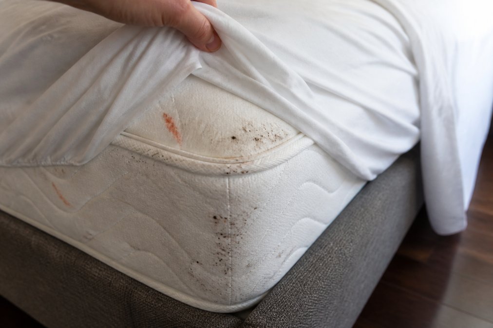 Mattress corner with fitted sheet pulled back revealing bloodstains, dark fecal spots clustered in seams, and bite marks visible on white bedding under natural daylight