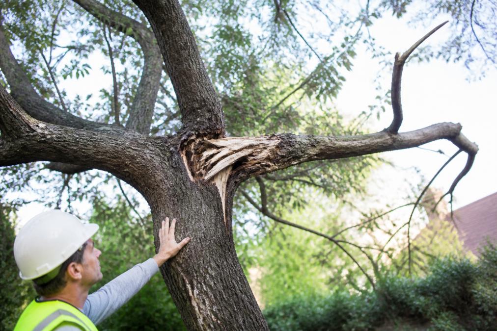 How to Identify Hazardous Tree Branches in 2026