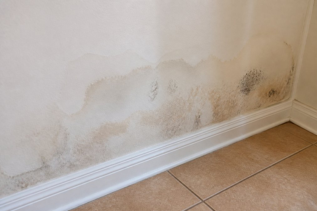 Interior wall with visible water discoloration stains and damp patches showing moisture damage and early mold growth near baseboards