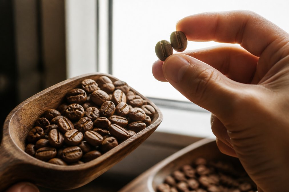 Close-up of roasted coffee beans in a wooden scoop, showing a matte finish and uniform color, with a few beans held up to a bright window light for inspection