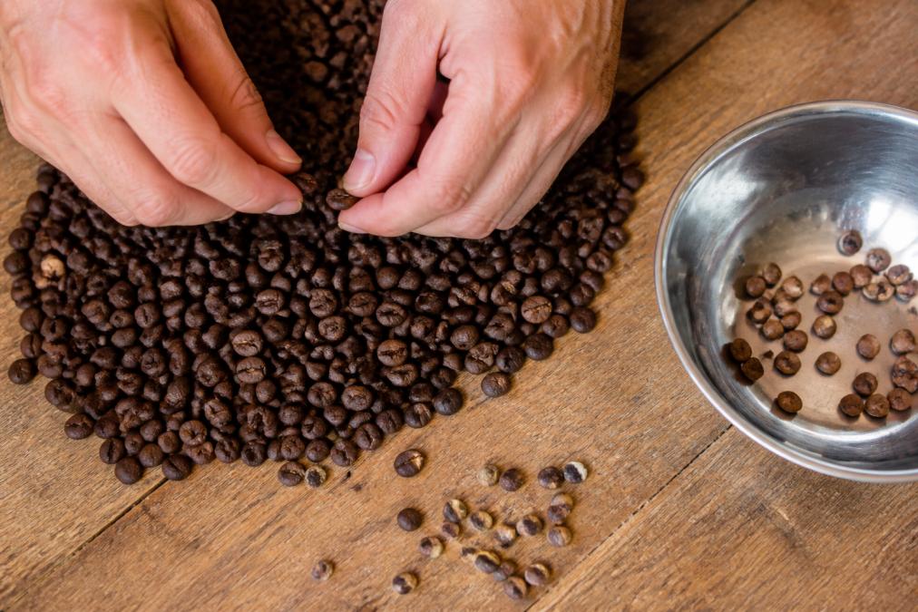 Close-up overhead shot of hands sorting through a pile of roasted coffee beans on a wooden table, with a few defective beans set aside, natural lighting