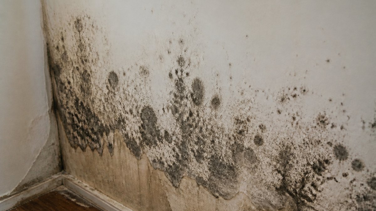 Close-up of drywall showing dark mold patches and discoloration on interior wall surface with visible moisture