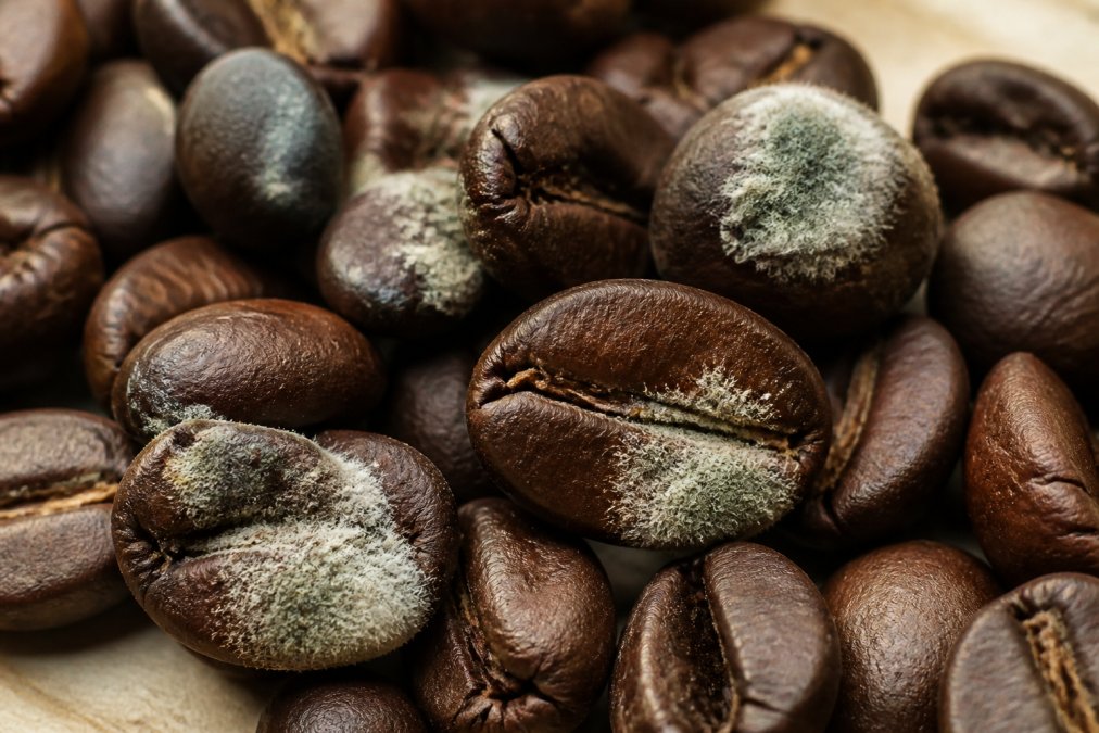 Close-up of roasted coffee beans with visible white and greenish fuzzy mold growth on bean surfaces, magnified detail showing spore clusters under bright natural light