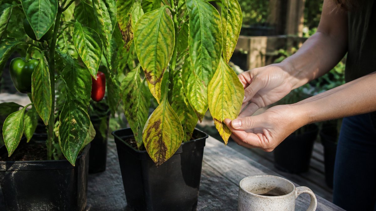 How to Identify Pepper Plant Nutrient Deficiencies