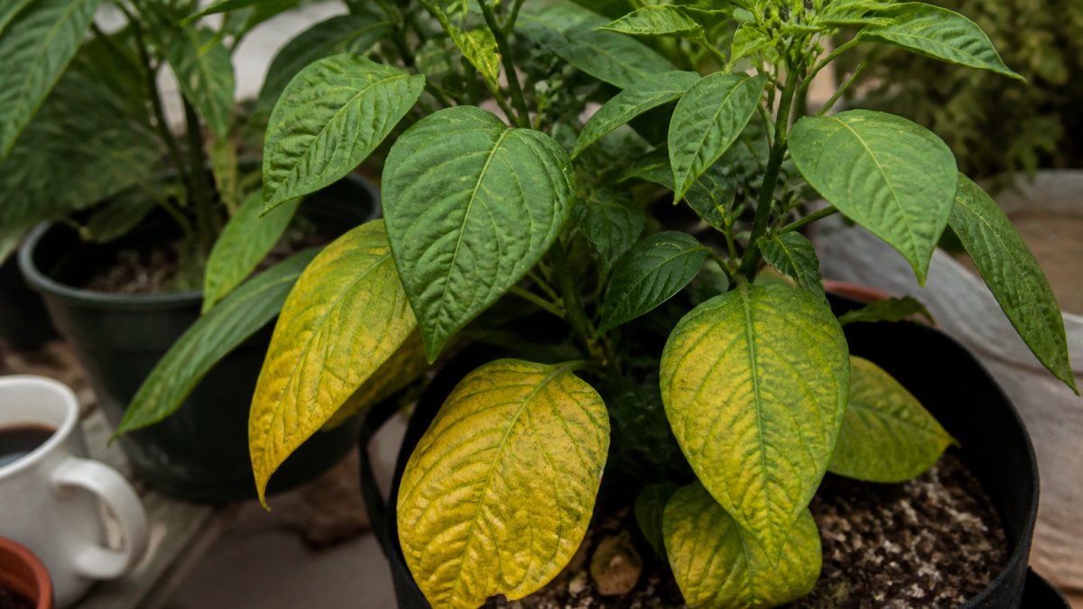 Close-up of pepper plant leaves showing various stages of yellowing and discoloration from nutrient stress, with older lower leaves more affected than new upper growth, photographed in natural garden light
