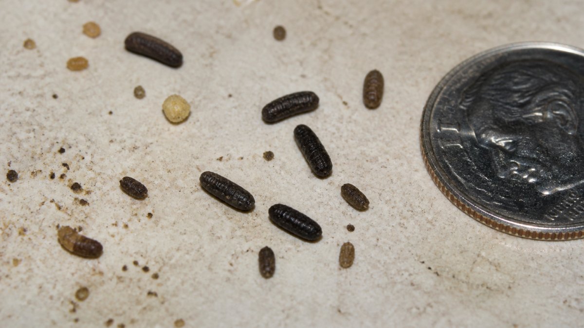 Close-up macro photograph of actual roach droppings on a light surface, showing dark pellets with ridged texture next to a ruler or coin for size reference