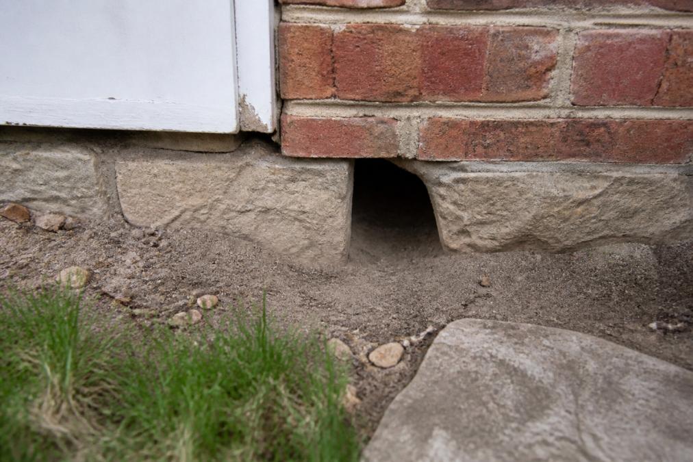 How to Identify Rodent Entry Points in Your Home