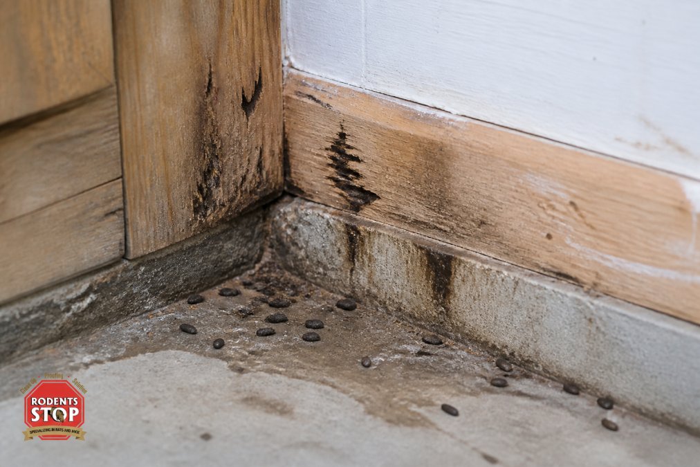 Close-up of wall corner and foundation showing dark gnaw marks on wood, scattered droppings, and grease stains from rodent fur rubbing along the surface