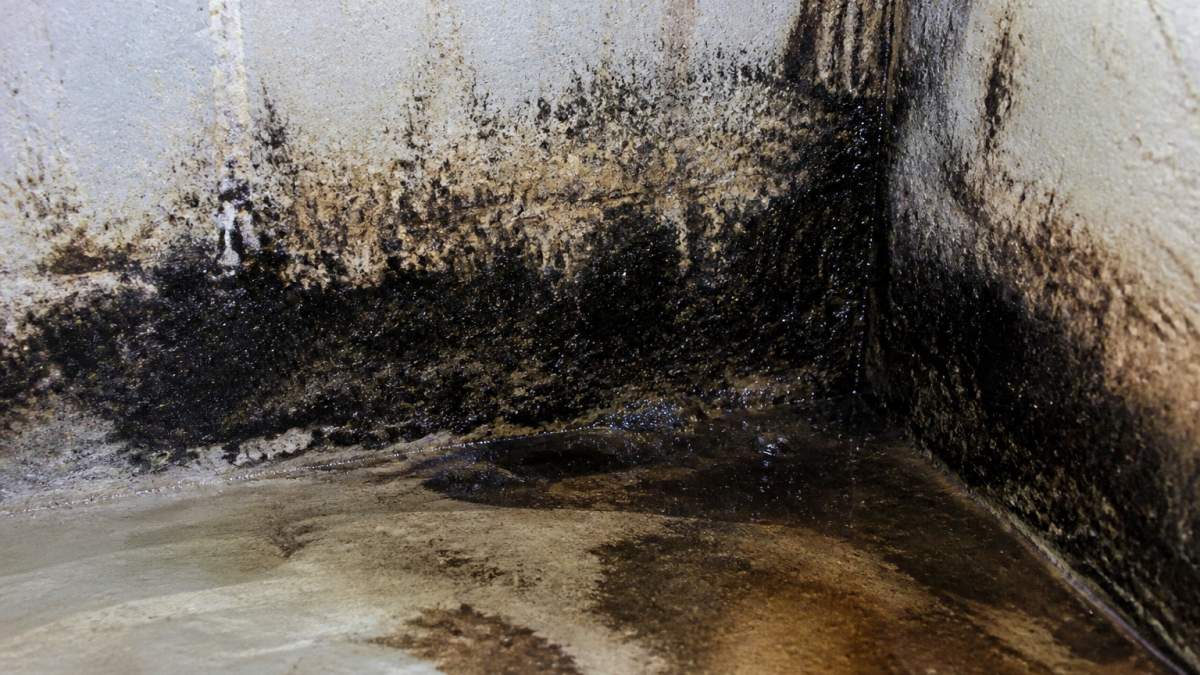Close-up of dark slimy black mold growth on damp basement wall corner showing glossy patches and surrounding moisture staining