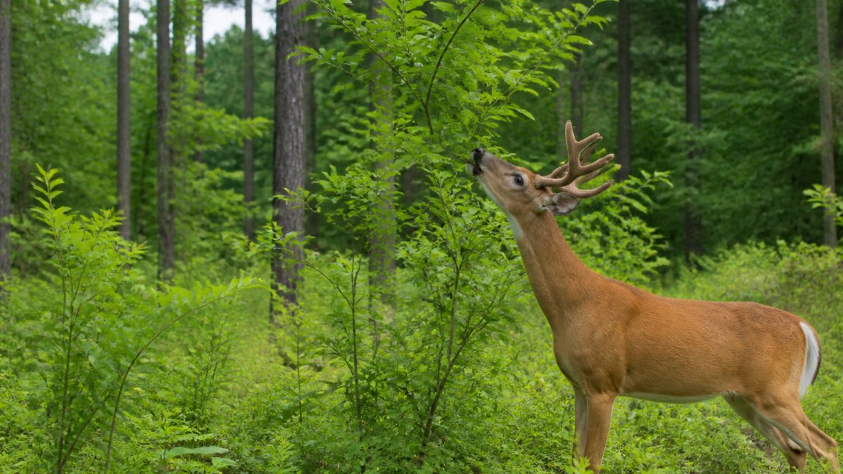 How to Improve Deer Browse on Acreage