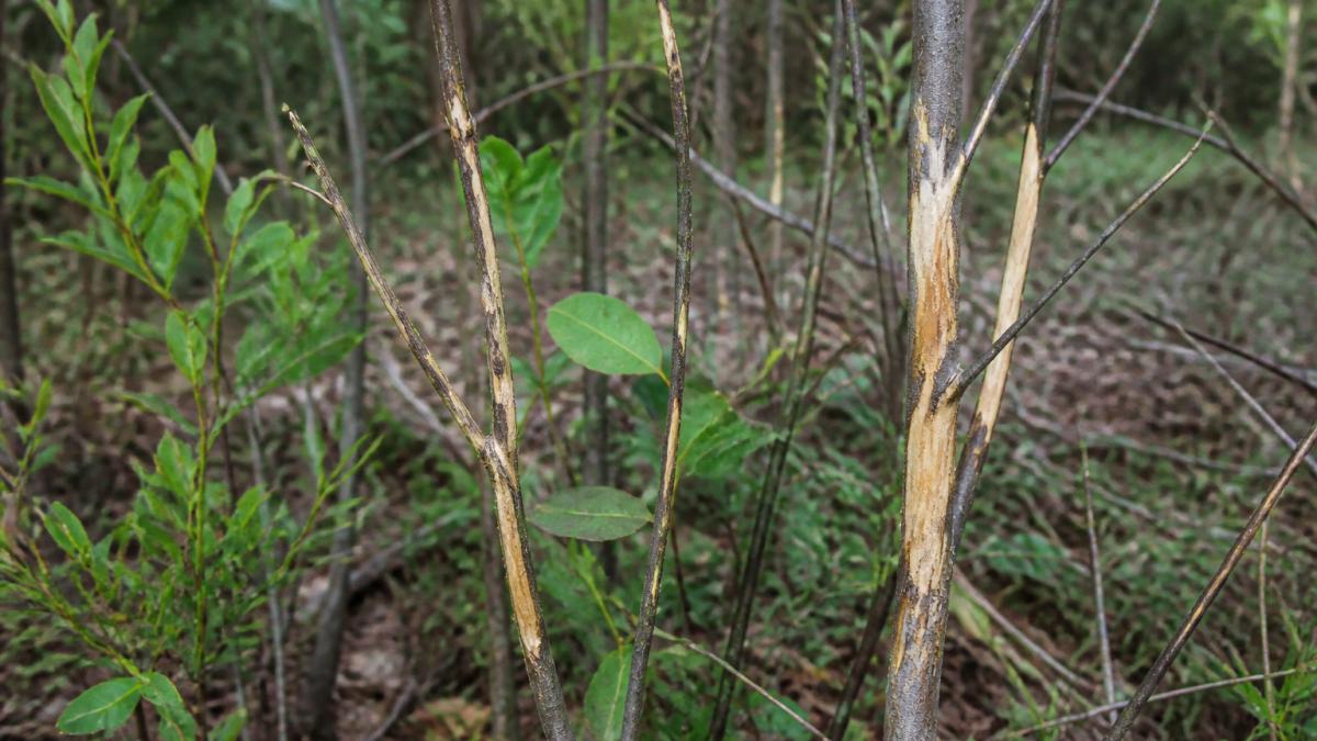 Close-up of native shrubs and young trees with visible deer browse damage on branches showing stripped bark and eaten twigs, demonstrating healthy browse habitat in natural woodland setting