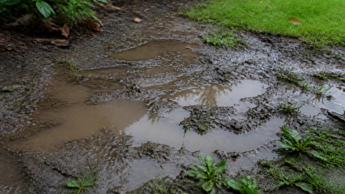 Close-up of waterlogged garden soil with visible standing water pooling on muddy ground, showing drainage problems before treatment in overcast light