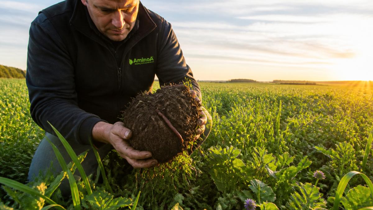 A farmer kneeling in a field of established cover crops, lifting a clump of dark crumbly soil with visible roots and earthworm channels, early morning light across the field