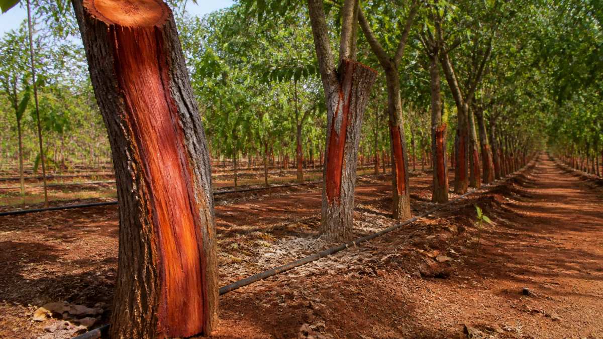 Infographic process flow for red sandalwood farmland investment showing tree growth stages and irrigation systems.