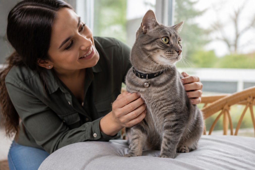 Cat wearing an adjustable nylon collar with a bell and D-ring, sitting calmly on a cushion indoors with soft natural lighting through a window