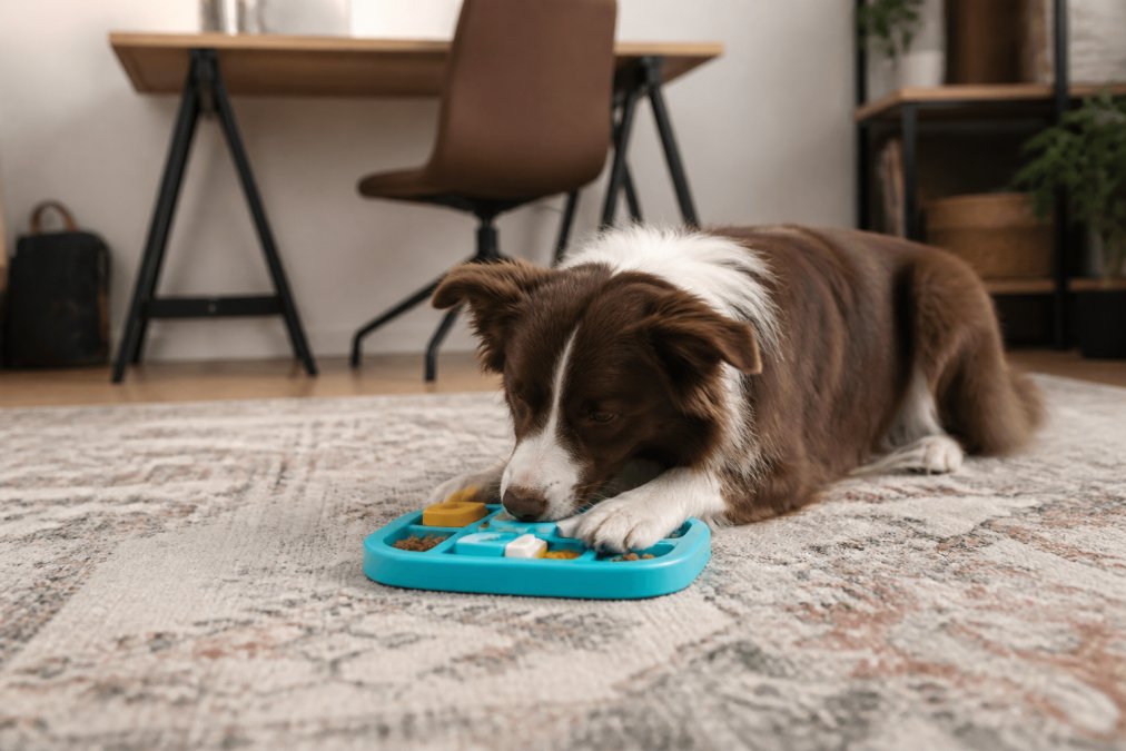 A dog lying on a living room rug focused on a puzzle feeder filled with kibble, with a home office desk softly blurred in the background