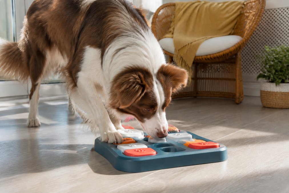 Professional illustration showing keep pets entertained alone