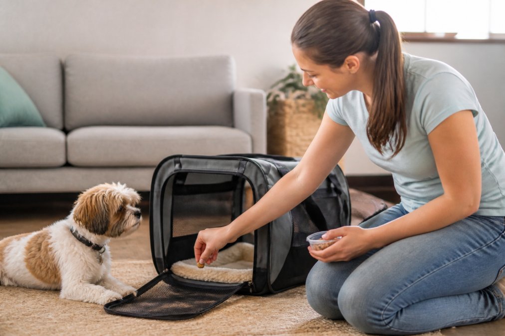 Pet owner placing treats inside a soft-sided carrier to help a curious small dog acclimate for travel.