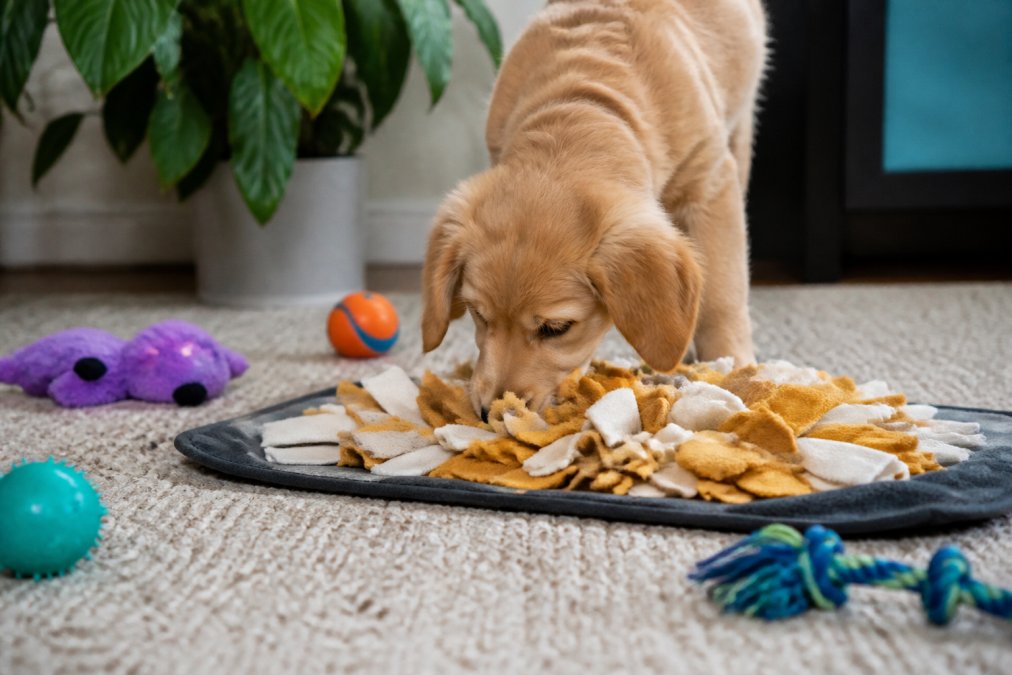 Infographic showing steps to keep puppy entertained indoors using snuffle mats and scent work activities.