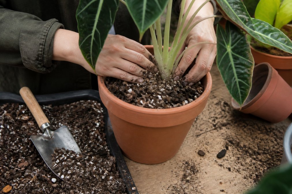 A gardener's hands repotting an exotic tropical plant into a terracotta pot filled with chunky, well-draining potting mix containing perlite and bark, with a small trowel and scattered soil on a wooden workbench