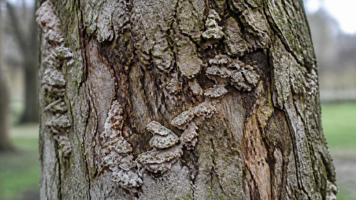 Close-up of tree bark showing visible fungal growth, canker damage, and discolouration on mature oak or ash tree trunk in natural daylight