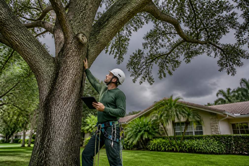 A certified arborist in safety gear inspecting a large oak tree for weak branches in a residential yard, with storm clouds gathering in the background