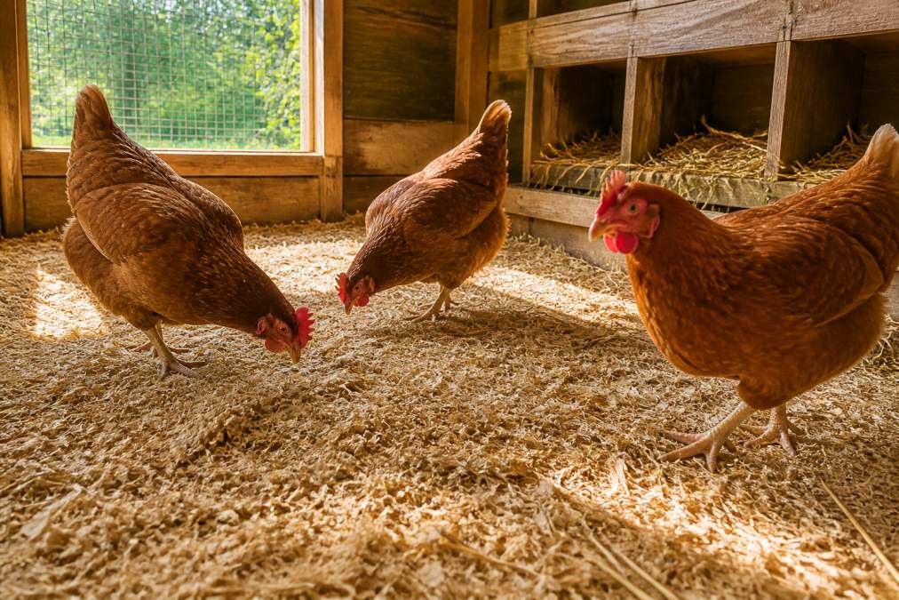 Hens pecking at fresh straw and wood shaving bedding inside a sunlit backyard chicken coop interior