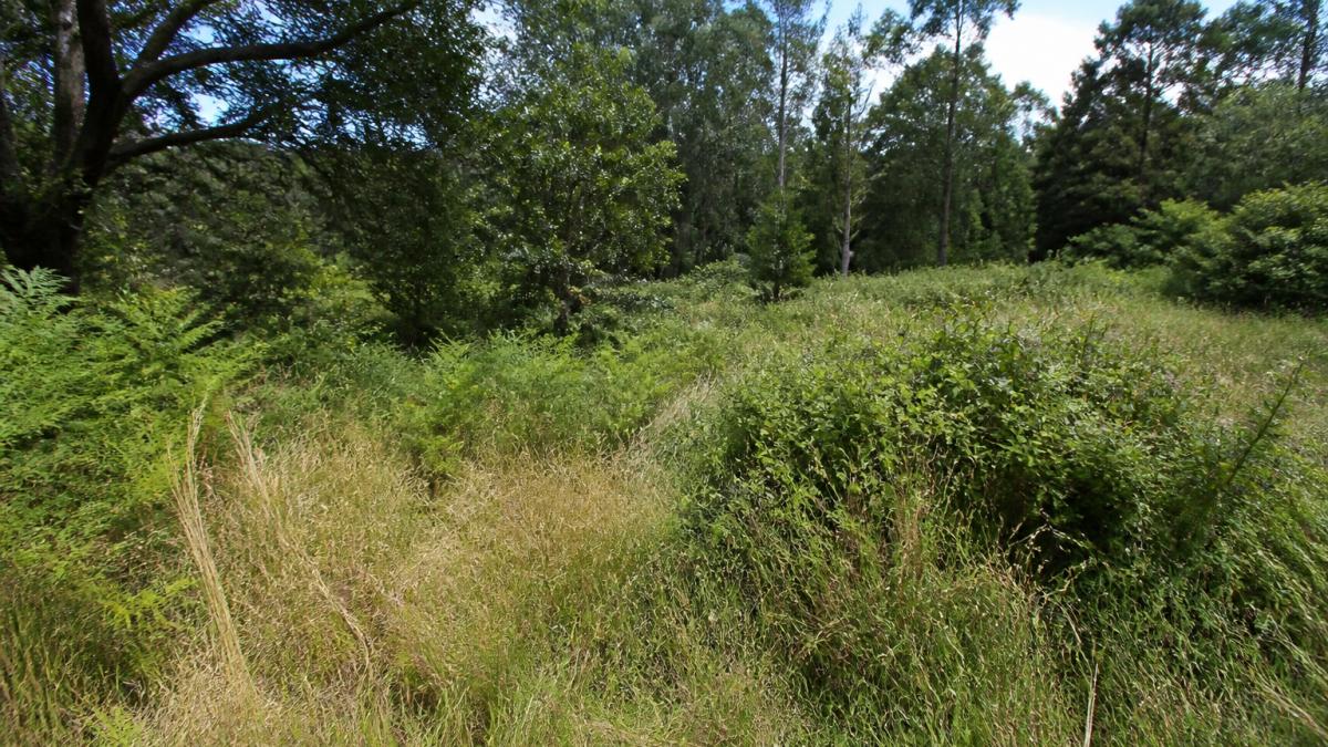 How to Manage Overgrown Acreage: A Practical Guide