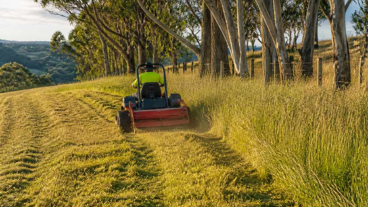 A ride-on slasher cutting a wide swath through waist-high grass on a sloping acreage block, gum trees along the fence line, cut grass visible behind the machine, late afternoon light